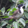 Red-whiskerd Bulbul