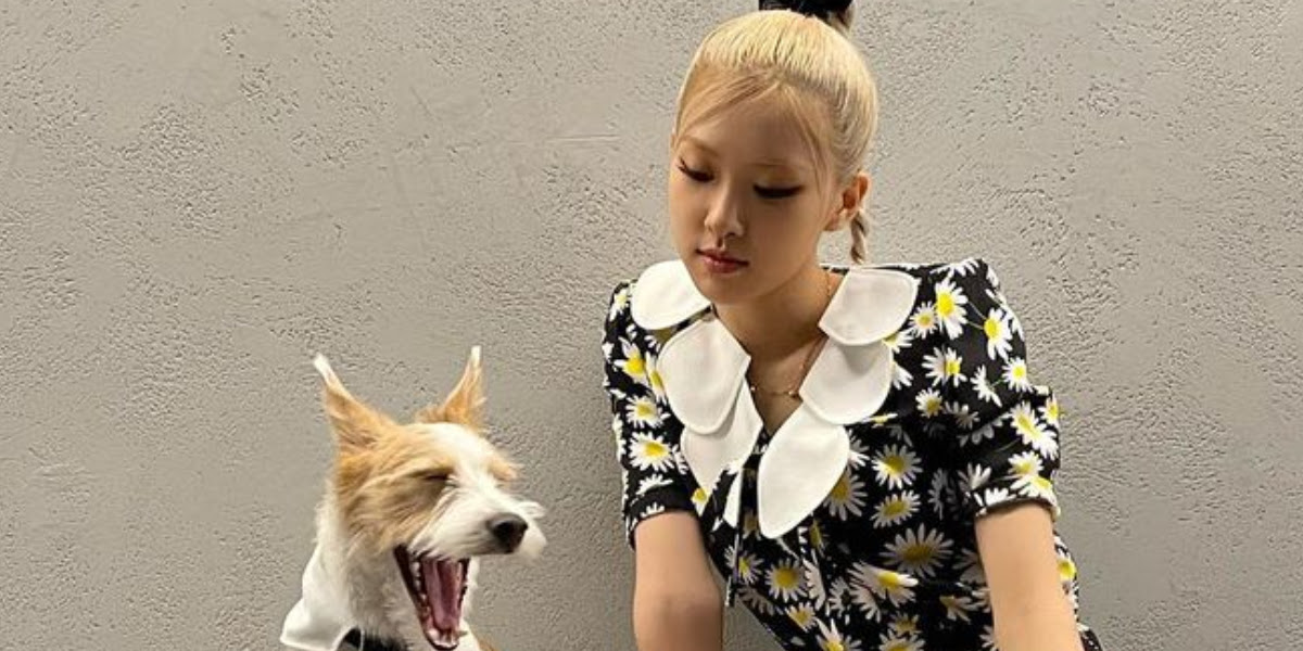 ًHANK PROTECTION on X: He looks like that one dog from a rich family  taking portrait together📸 #HANK #ROSÉ #BLACKPINK   / X