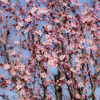 Natura in fiore! di 