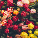 Floral and flowers Wallpapers New Tab Theme