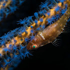 Ghostgoby