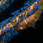 Ghostgoby