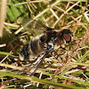 Bee fly