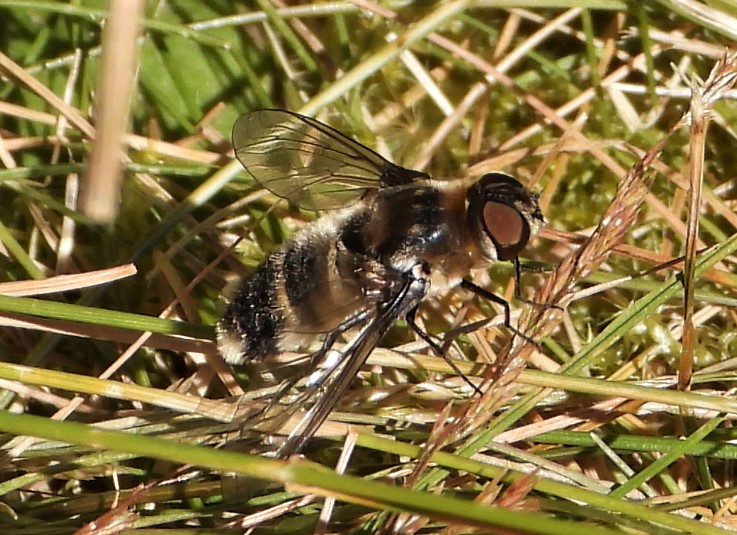 Bee fly