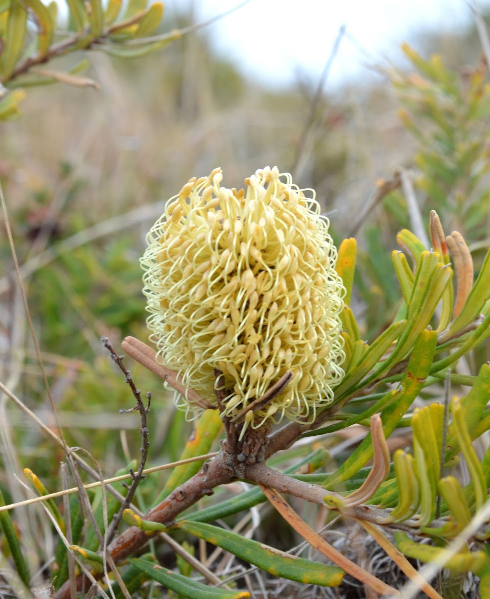 Silver Banksia