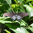 Eastern Tiger Swallowtail