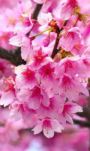 HD Pink Flowers Live Wallpaper