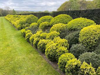 Buxus sempervirens shaping and trimming.  album cover