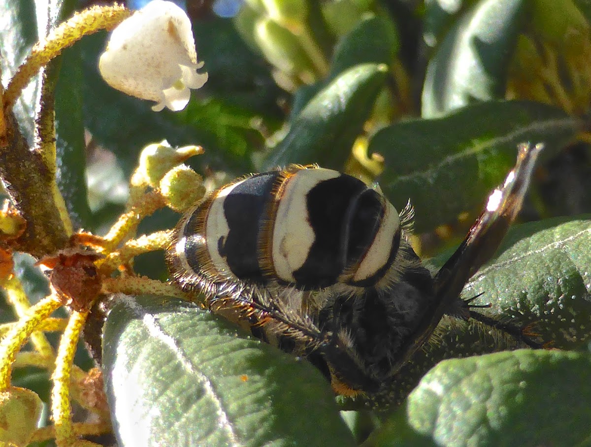 Scarab Hunter Wasp