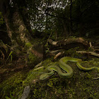 Large-scaled Pit Viper