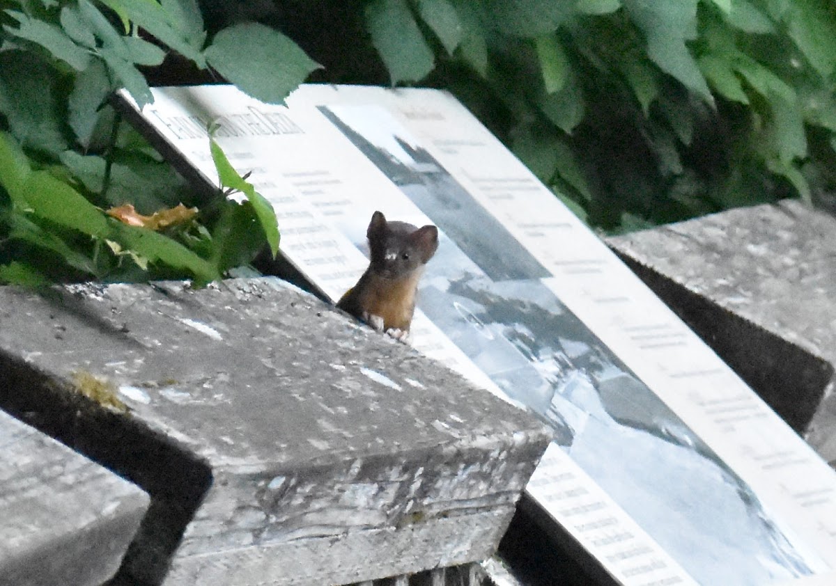 Long-tailed weasel