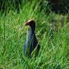 Pukeko (Australasian Swamphen)