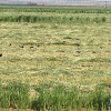 Yellow-headed Blackbird