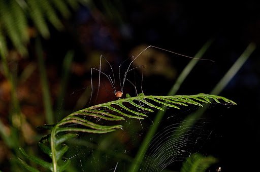 Blechnum spicant