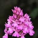 Pyramidal orchid