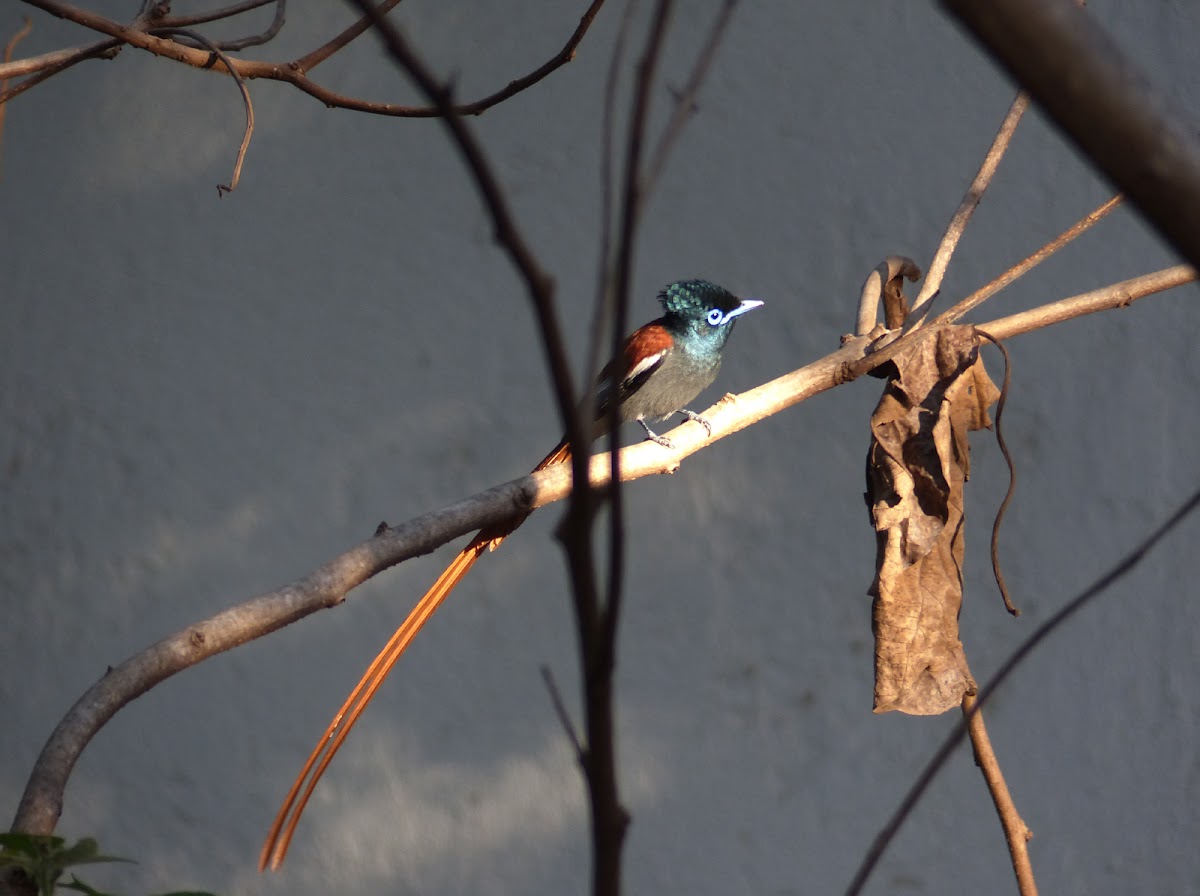 Paradise Flycatcher male