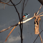 Paradise Flycatcher male