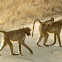 Chacma Baboon, Cape Baboon