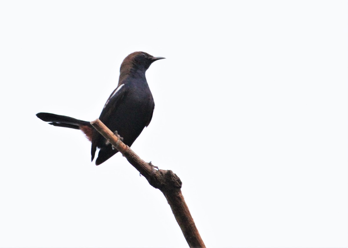 Indian Robin