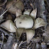 Earthstar Mushroom