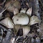 Earthstar Mushroom