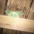 Luna Moth