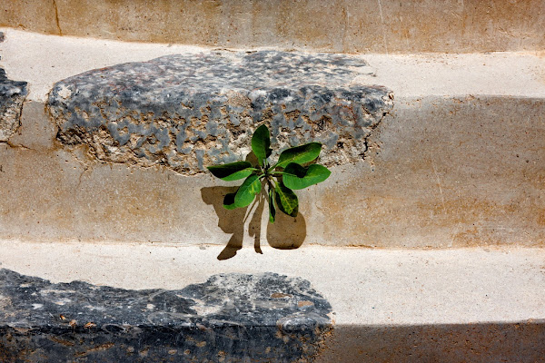 la vita in scala di Paolo Caruso