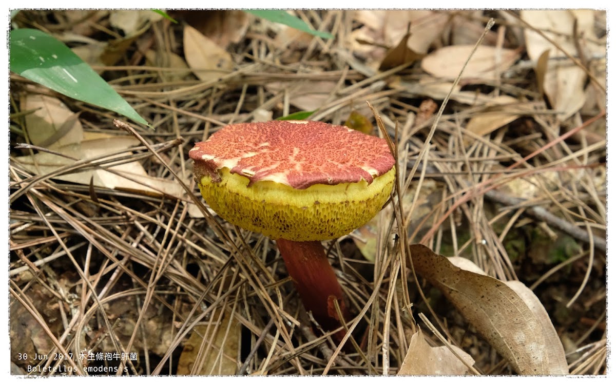 Boletellus emodensis 木生條孢牛肝菌