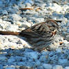 Lincoln's sparrow