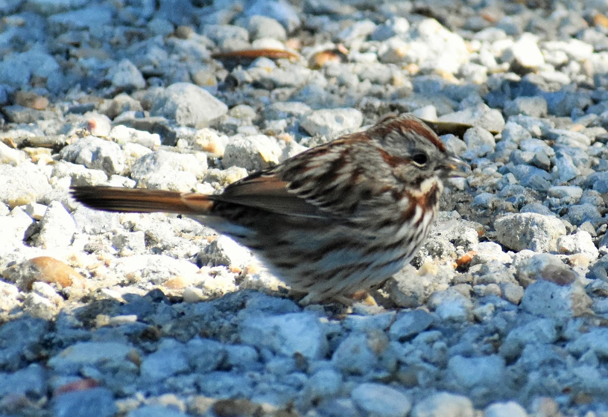 Lincoln's sparrow