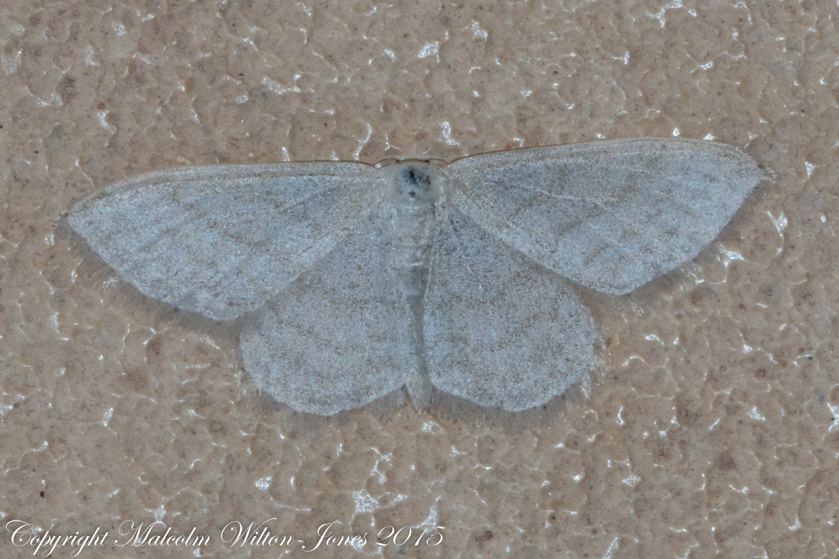 White moth