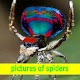 Download pictures of spiders ideas For PC Windows and Mac 4.0.0