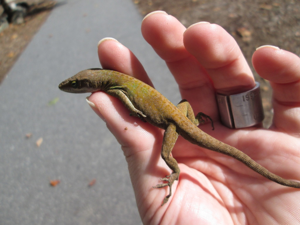 Green Anole