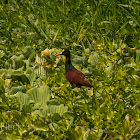 Northern Jacana