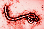 The Ebola virus is seen in this file photo