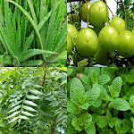 Cover Image of 下载 Medicinal Plant in hindi 1.0 APK