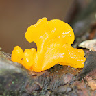 Witch's Butter