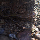 Southern Two-lined salamander