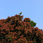 Mango Tree Leaves (Indian mango)