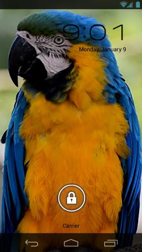 免費下載個人化APP|Parrot Tropical Live Wallpaper app開箱文|APP開箱王