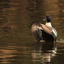 Northern Shoveler