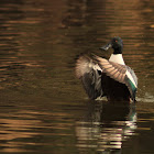 Northern Shoveler