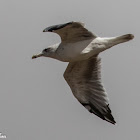 Lesser Black-backed Gull