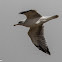 Lesser Black-backed Gull