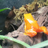 Golden Mantella Frog