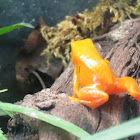 Golden Mantella Frog