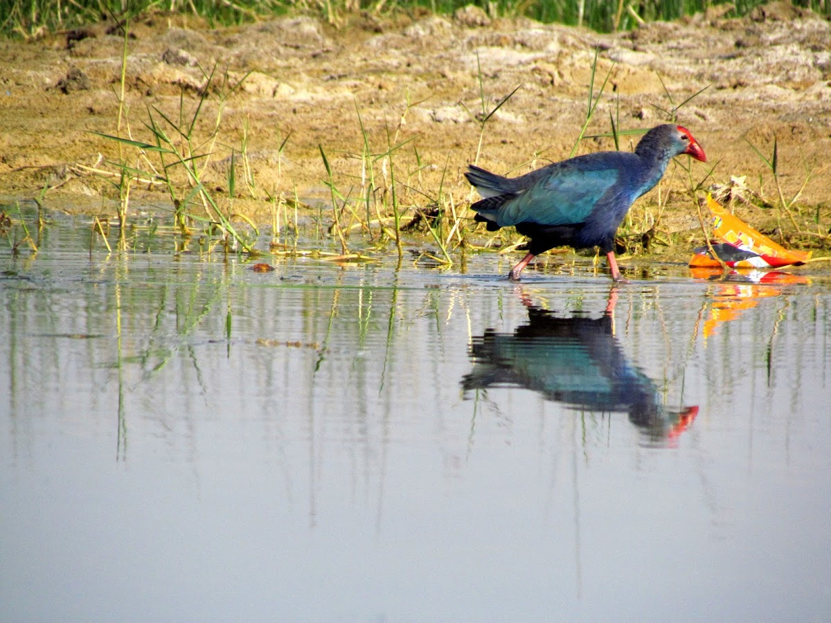 Purple Swamphen