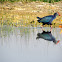 Purple Swamphen