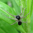 philodromid crab spider