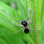 philodromid crab spider